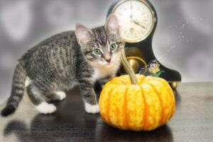 ハロウィンとかイベントでは女性が大胆になりやすい